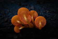 Mycena leaiana fungi