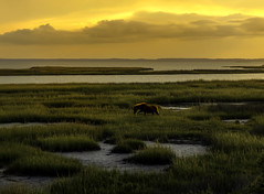 Wild Horse at Sunset - Assateague Island, Maryland.