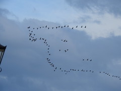 Pink Footed Geese DSCN5189