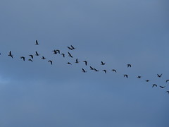 Pink Footed Geese DSCN5257