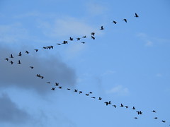 Pink Footed Geese-my estimate might be wrong Martin mere has posted nearly 8000  DSCN5192