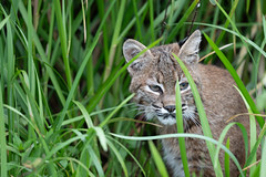 Bobcat