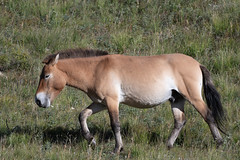 Przewalski's Horse