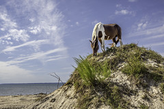 King of the Hill - Assateague Island, Maryland.