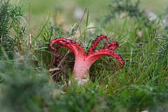 Devil's Fingers (Clathrus archeri)