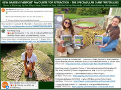 PLANTS, PEOPLE & POSSIBILITIES :  Celebration of LIFE, NATURE & KEW GARDENS - Giant Waterlily Victoria Boliviana display outside Waterlily House @ 28 SEP 2024 & Kam Hong Leung’s 3 Awarded Photos of IGPOTY Annual Photo Competitions nos. 16 & 17