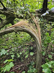 Splintered tree trunk in the woods