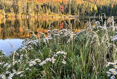 Asters and Autumn Color