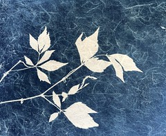 Cyanotype 395