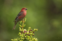 Pine Grosbeak