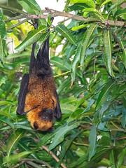 Pteropus seychellensis ssp. seychellensisis - Seychelles Flying-fox