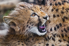 Closeup of a cheetah cub yawning