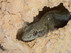 Urocotyledon inexpectata - Seychelles Surprise Gecko