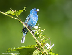 MALE INDIGO BUNTING-1635-039-2