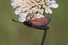 Zygaena loti/slender Scotch burnet/vřetenuška kozincová 7164