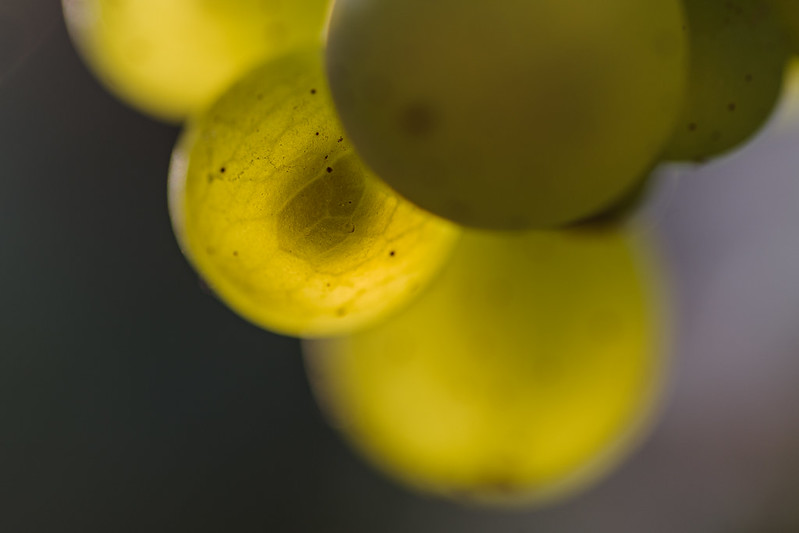 Chardonnay © 34000171@N07 Flickr