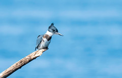 Martin-pêcheur d'Amérique, Belted Kingfisher,Megaceryle alcyon.   DSC_1966-jpg.