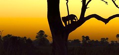 Silhouettes-Kenya