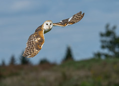 Le vol fantomatique de la belle Dame blanche / The ghostly flight of the beautiful White Owl