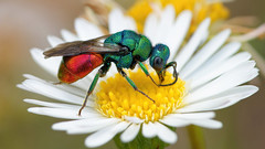 cuckoo wasp - Chrysis ignita - Chryside Enflammée - guepe coucou