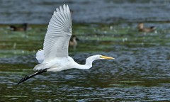 Egret Flight