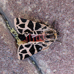 Cymbalophora pudica (Esper, 1785) - Discrete Chaperon