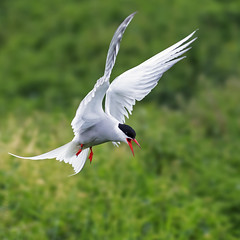 Arctic Tern looking for its nesting spot on Inner Farne Island (EXPLORED)