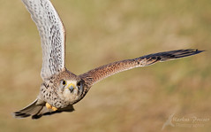 Turmfalke im Flug // Kestrel in flight