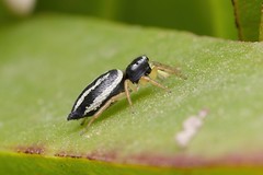 Heliophanus melinus jumping spider (Salticidae)