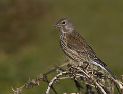 Pintarroxo (fêmea) / Pardillo Común / Linnet (female)