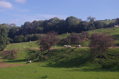 Life in Yorkshire, England (In Explore)