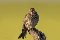 I wonder if birds have tonsils?       Corn Bunting (Emberiza calandra) adult singing Spring Spain_5869