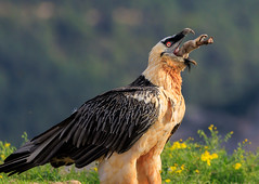 Quebrantahuesos.Gypaetus Barbatus