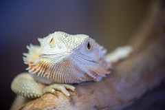 Curious Bearded Dragon (explored)