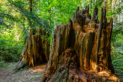 Old Western Red Cedar Stumps in Millersylvania State Park