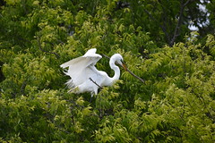 Building a Nest