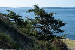 Douglas-Fir