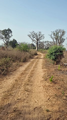 road + boababs - Makasutu Forest, The Gambia, Africa