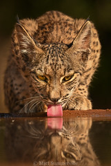 Iberian Lynx (Lynx pardinus)