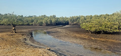 small estuary - Makasutu Forest, The Gambia, Africa