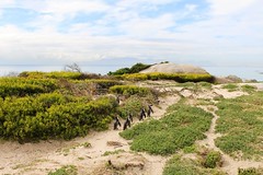 African penguins