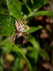 20240902_110835 Korsedderkop - Garden Spider - Araneus diadematus