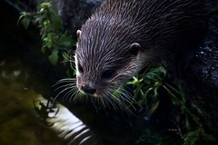 Asian small-clawed otter