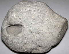 Fossiliferous dolostone 7