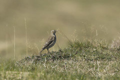 Pipit spioncelle