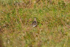 Common Snipe (Gallinago gallinago)