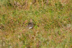 Common Snipe (Gallinago gallinago)