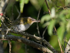 Red-eyed Vireo With an Insect