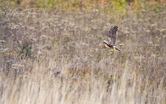 Northern Harrier - Busard des marais