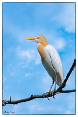 Eastern Cattle Egret © 156463955@N06 Flickr